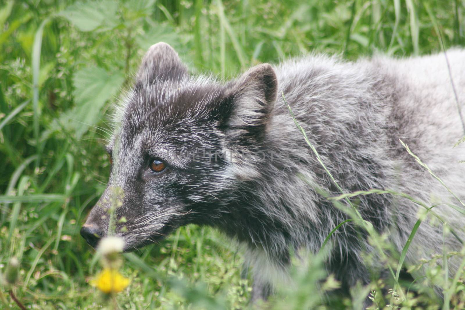 Partial view of a polar fox in summer coat