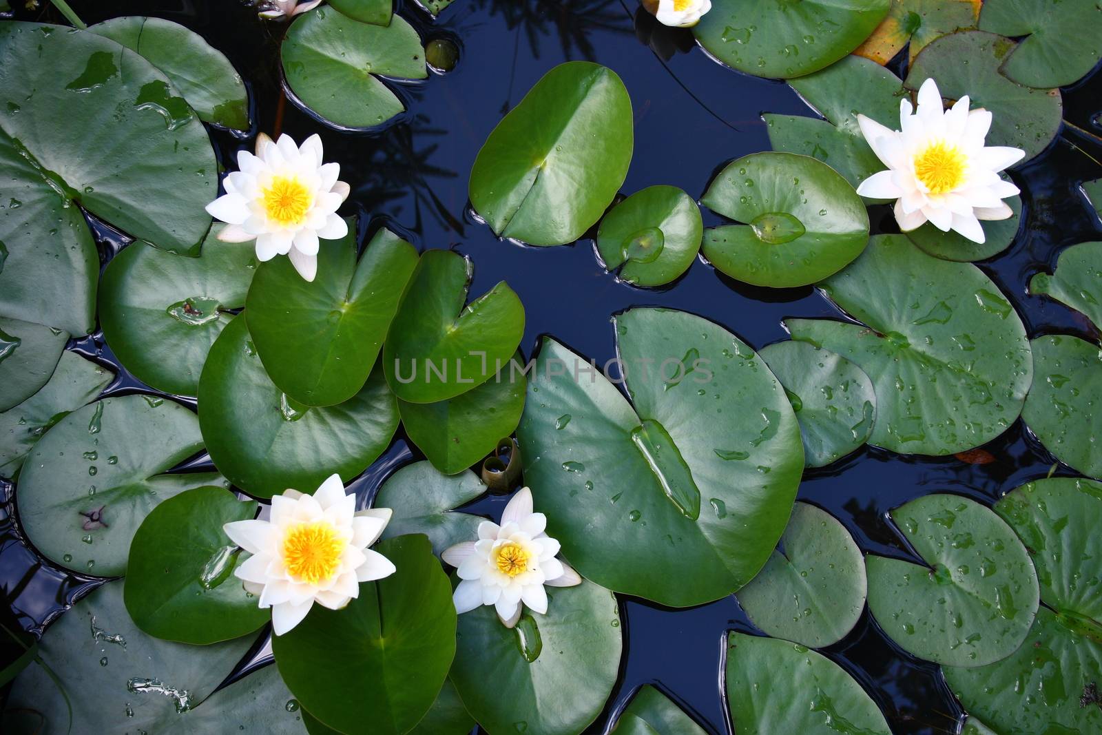 Several flowers of a white water lily (Nymphaea alba)