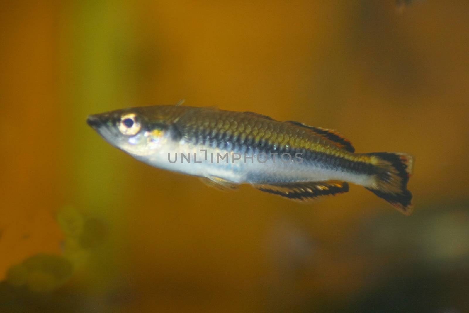 A small perch, in side view