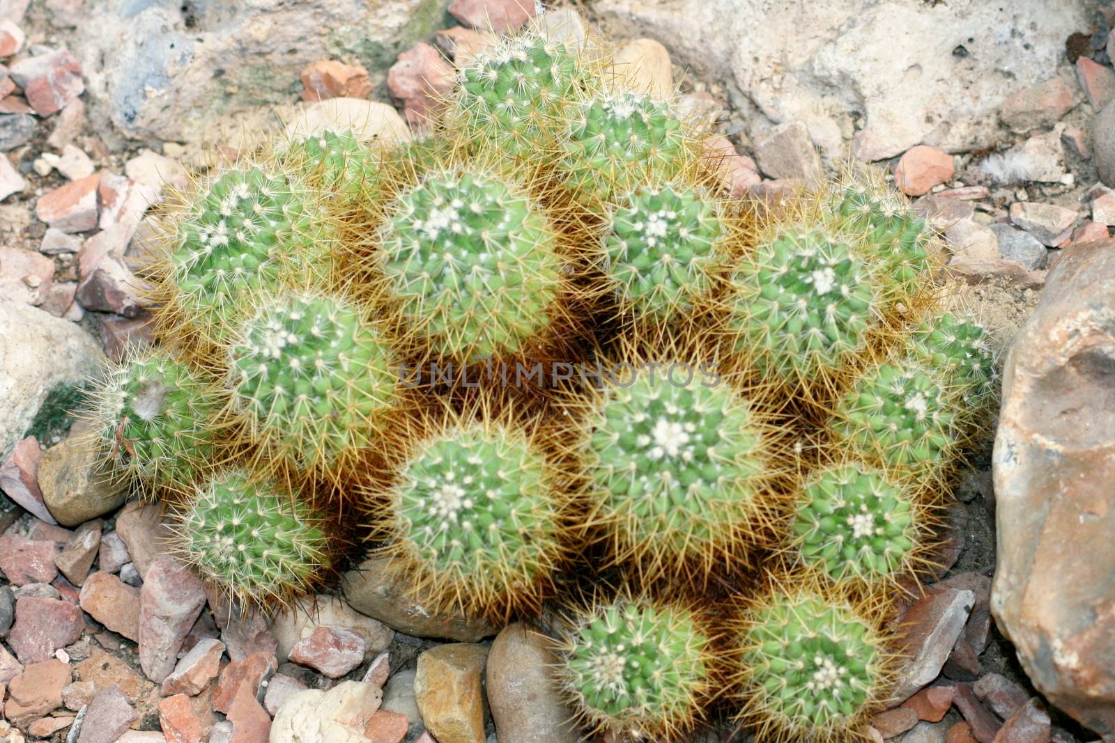Detail of a group Globular cacti