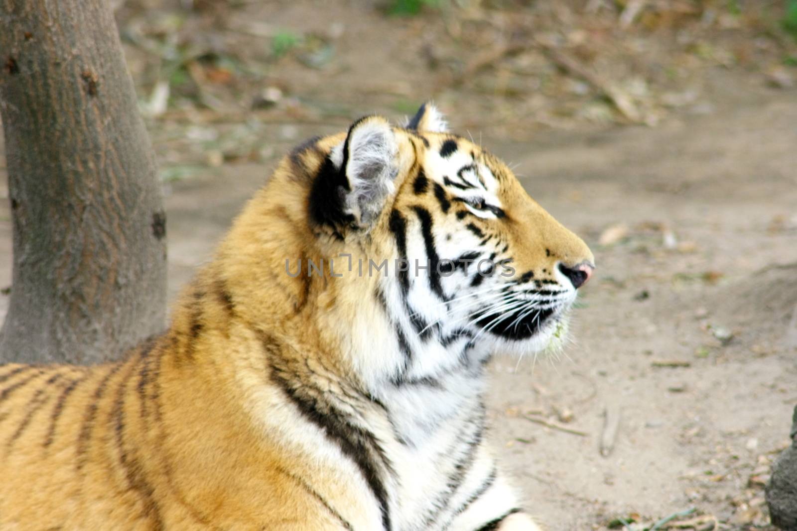  siberian tiger Sibirischer  Tiger (Pantera tigris altacia)