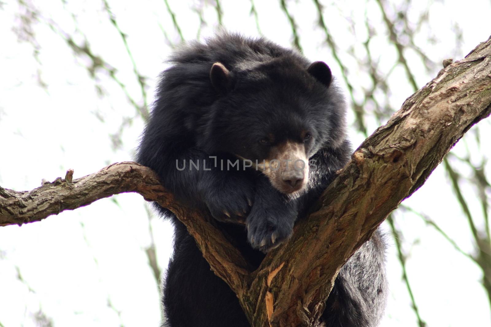 Spectacled bear (Tremarctos ornatus), sitting on a tree