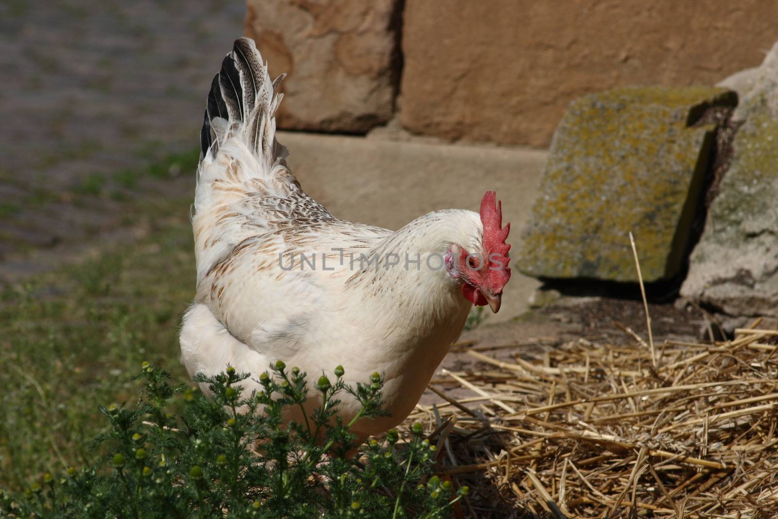 White chicken with red comb and black tail feathers