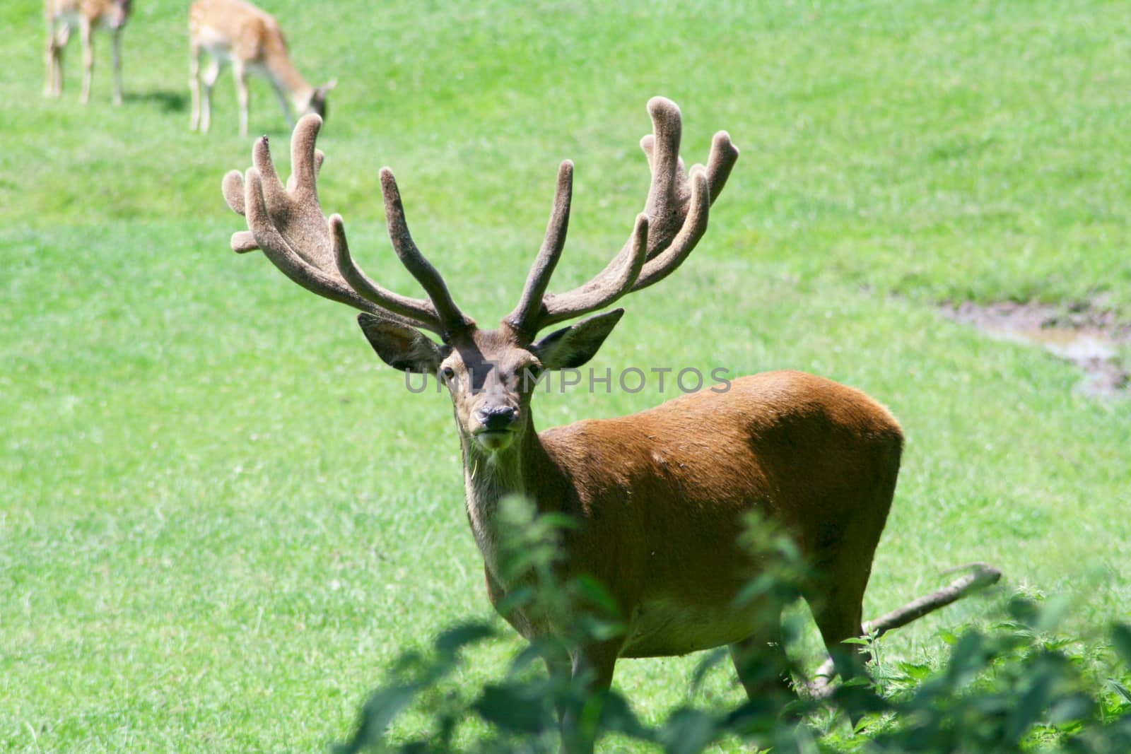 An imposing red deer bull's antlers in velvet
