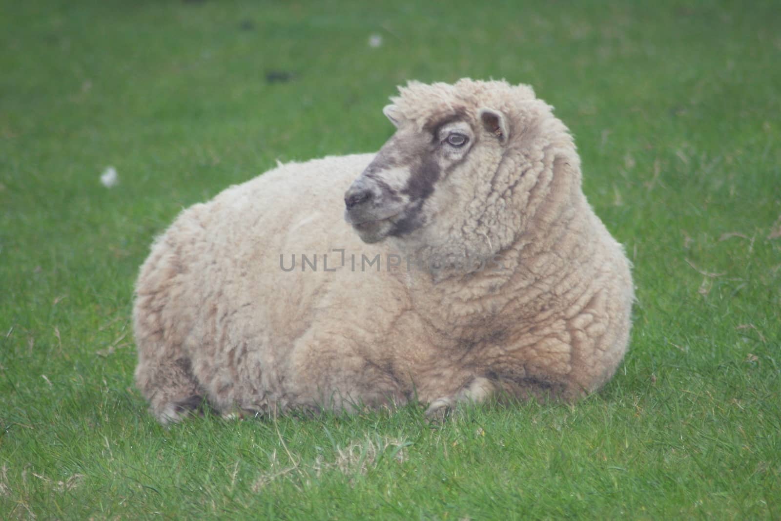 A sheep lying on a lush green lawn