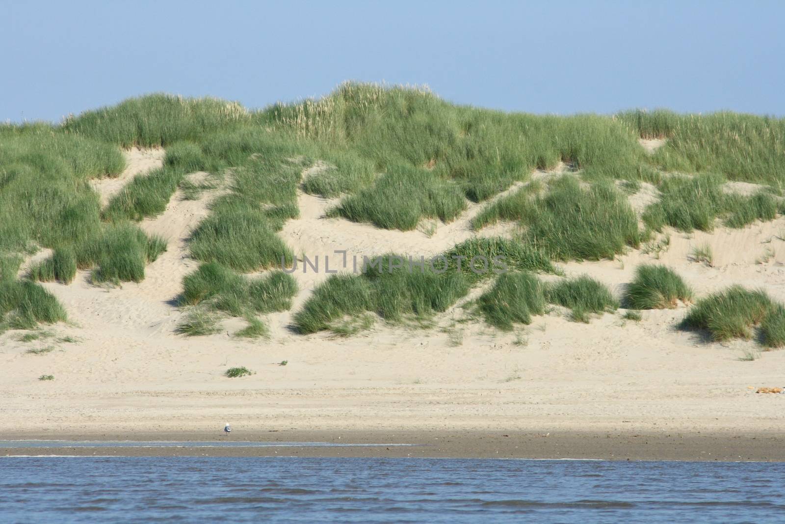 Sandy beach with sand dunes and blue sky in the background