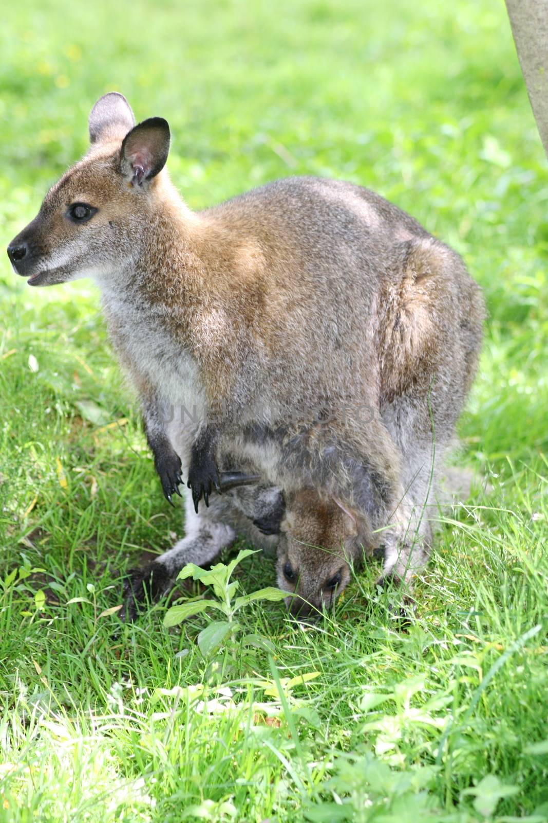 a Kangaroo female with pup in a bag