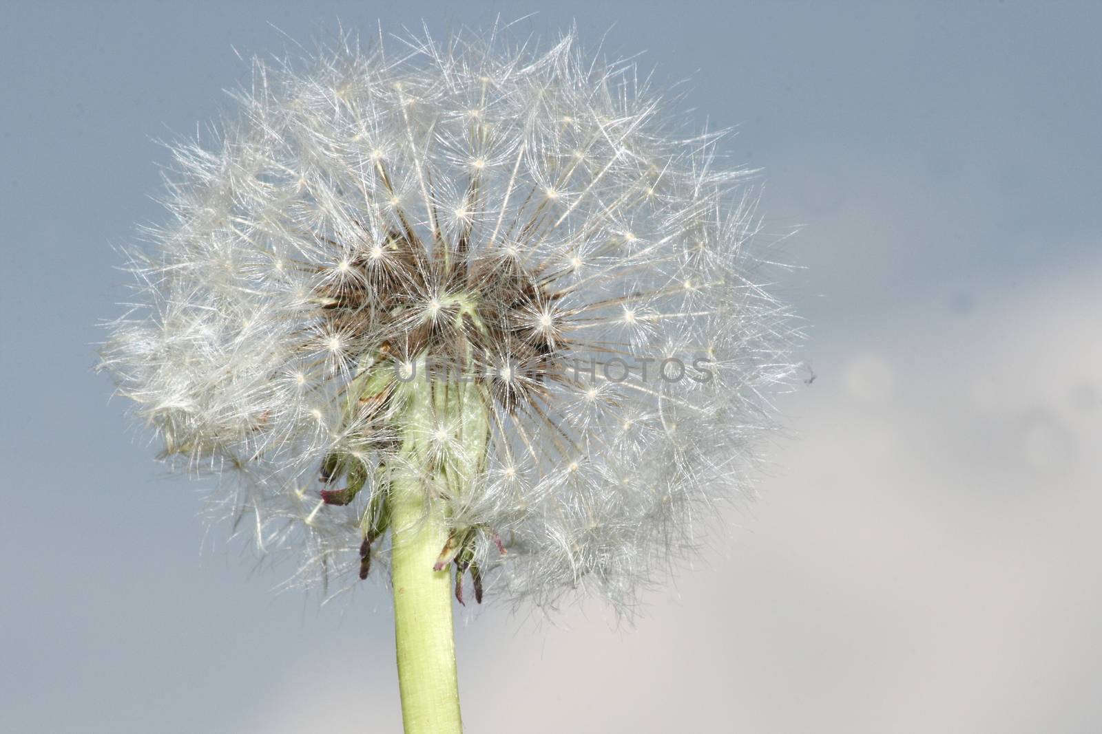 dandelion, by hadot