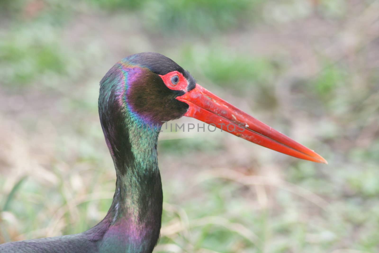 Portrait of a Black Stork (Ciconia nigra)