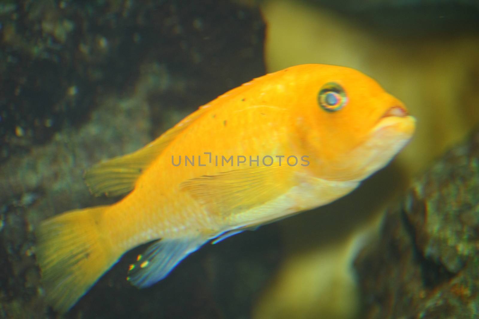 A single yellow cichlid, (Labidochromis caeruleus)