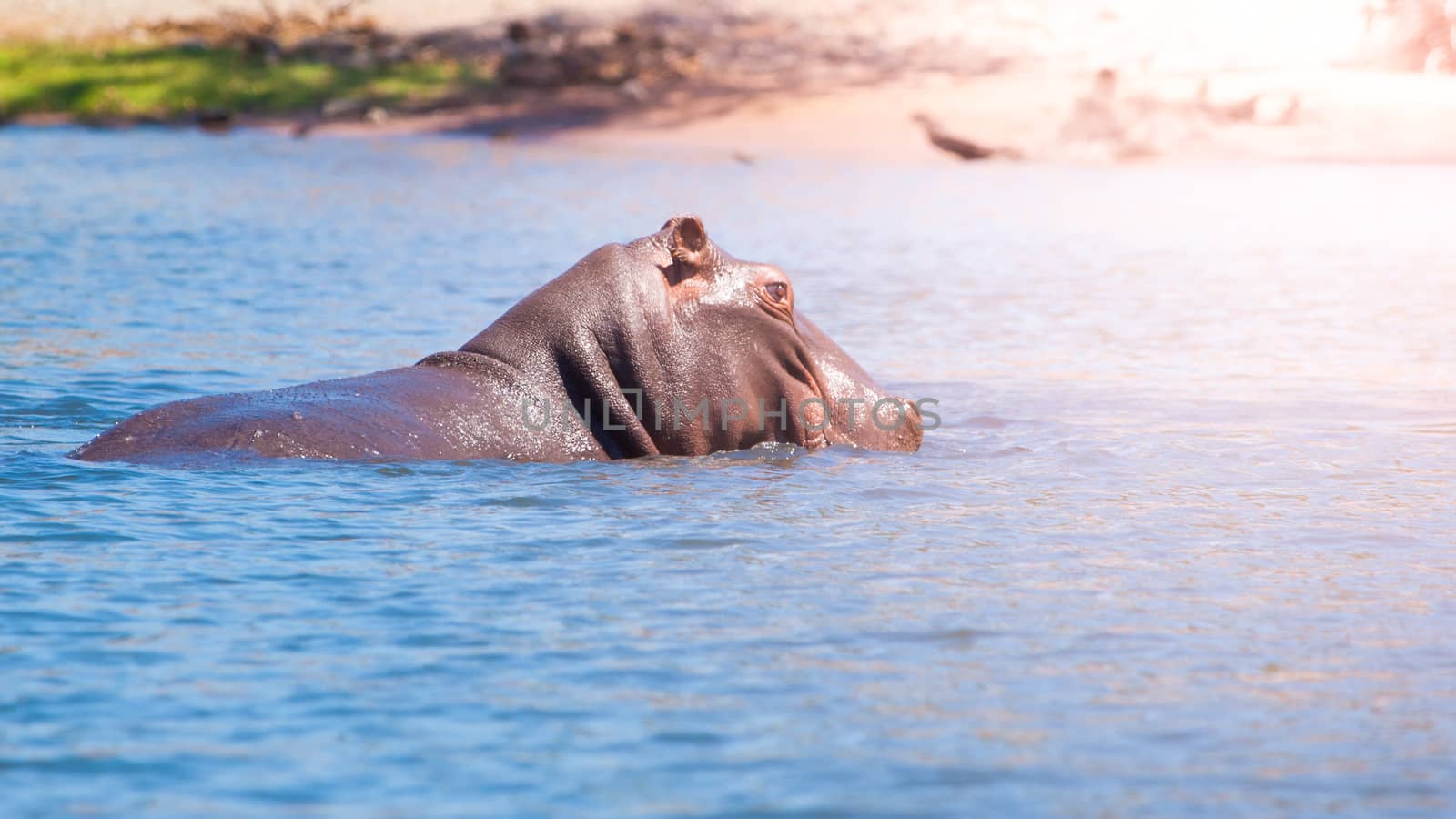 African hippopotamus hidden in the water. Dangerous hippo in natural habitat of Chobe River, Botswana, Africa by pyty