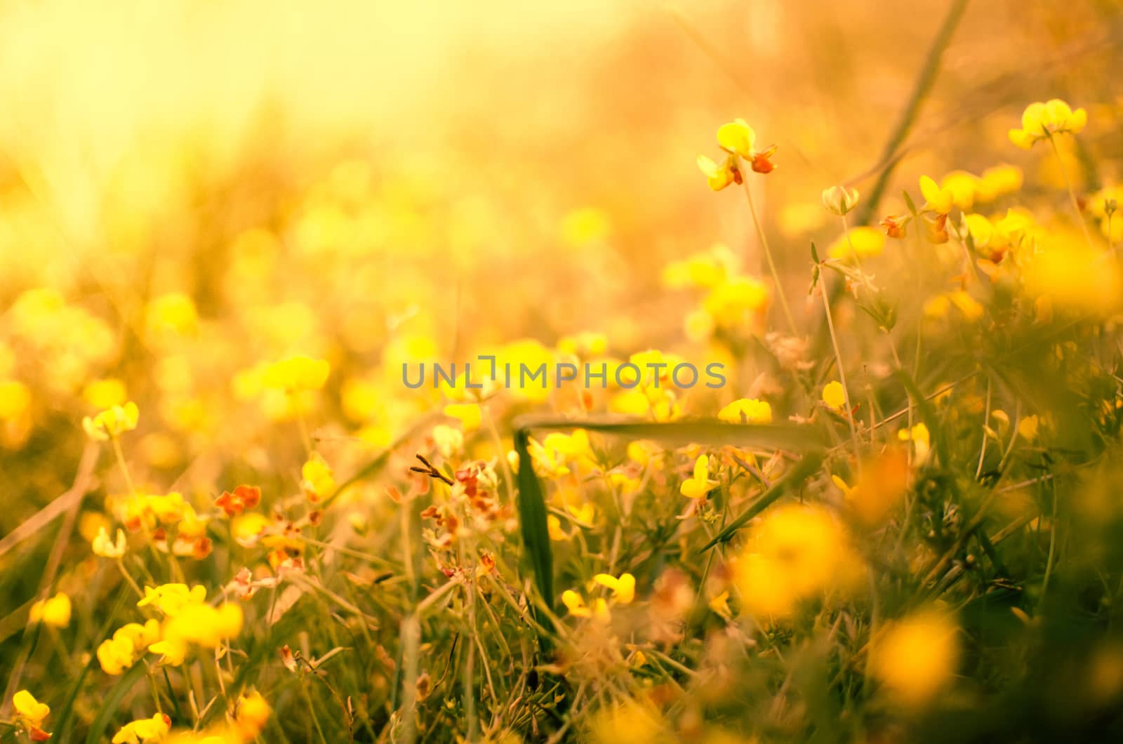 Yellow spring flowers with tinny little red spots by mikelju