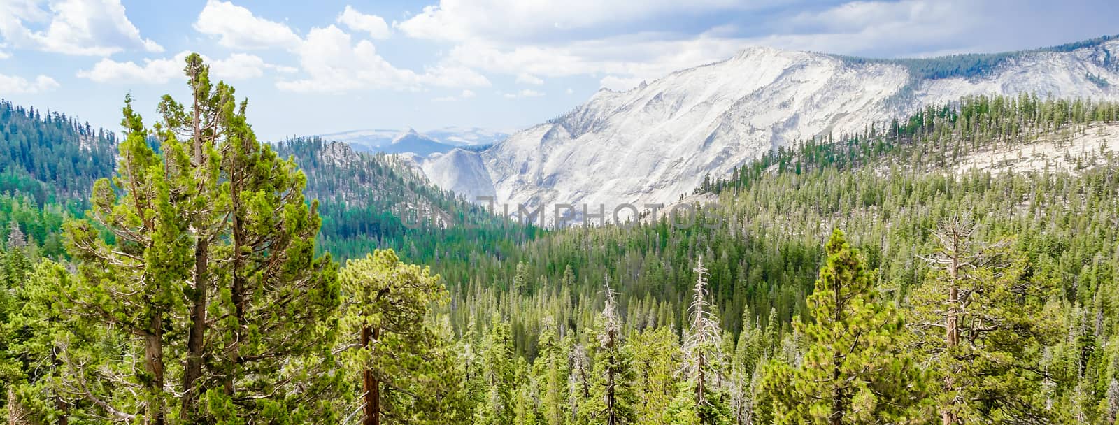 Beautiful Green Valley with Forest at Yosemite National Park, California, USA
