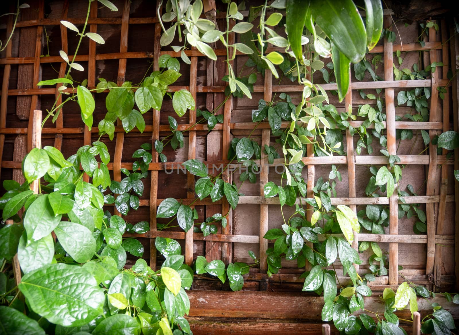 Bamboo net and teak wood wall and green garden, decore, Close-up