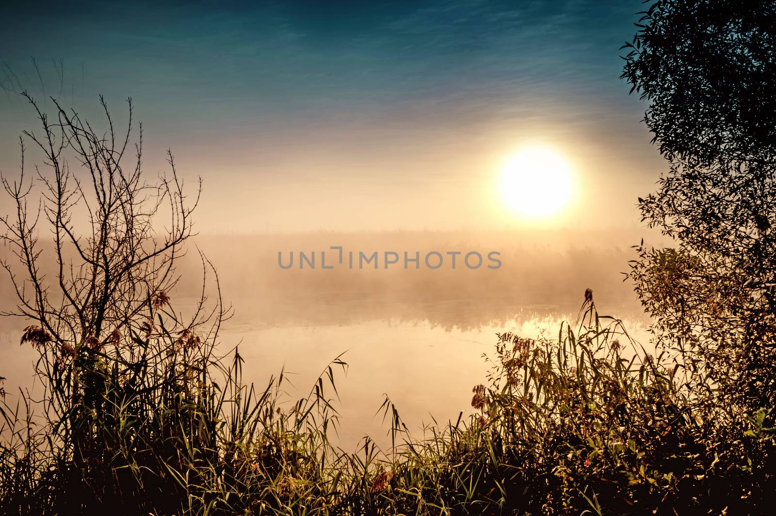 Incredible mystical morning landscape with rising sun, tree, reed and fog over the water