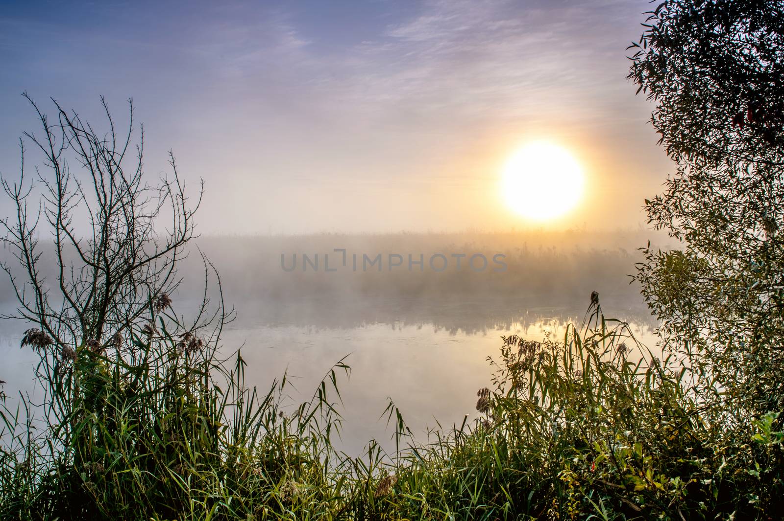 Incredible mystical morning landscape with rising sun, tree, reed and fog over the water. by AlisLuch