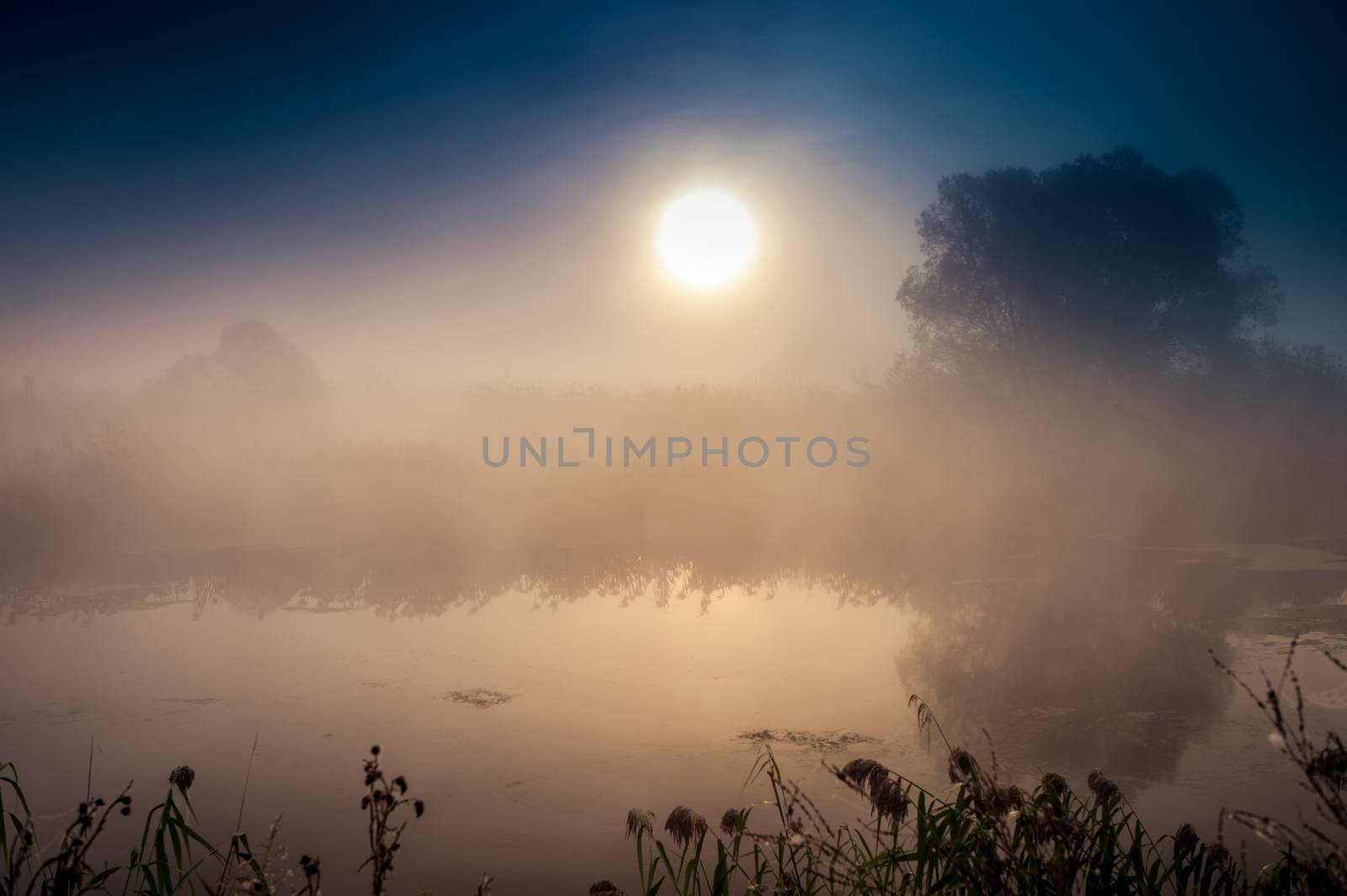 Incredible mystical morning landscape with rising sun, tree, reed and fog over the water. by AlisLuch