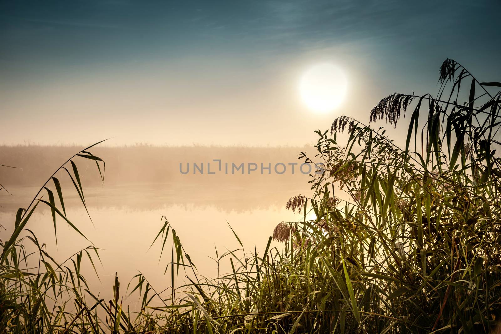 Incredible mystical morning landscape with rising sun, tree, reed and fog over the water. by AlisLuch