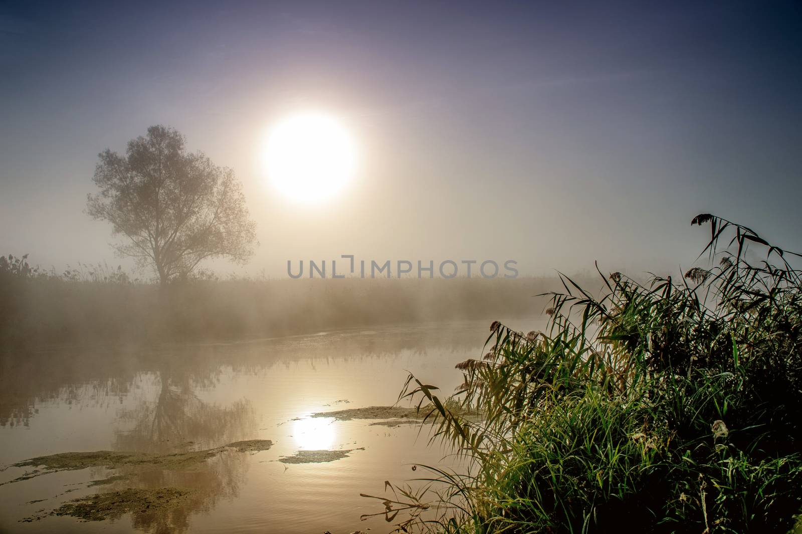 Incredible mystical morning landscape with rising sun, tree, reed and fog over the water