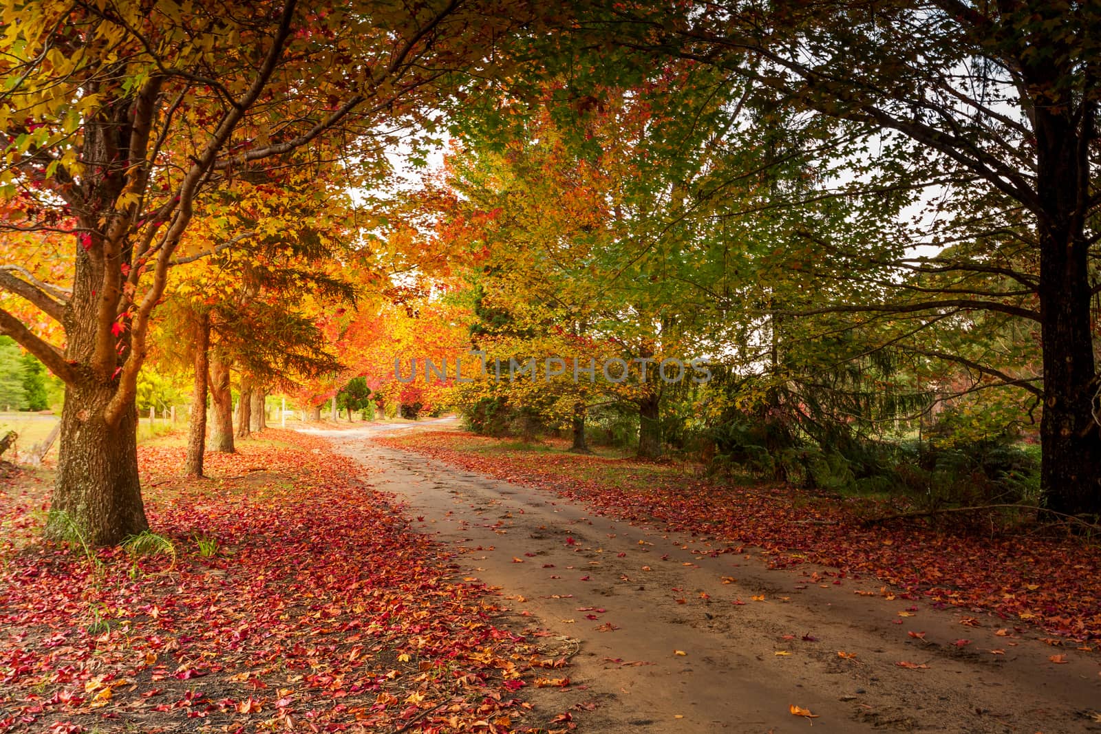 Delightful rural scene of a little laneway through beautiful rows of deciduous trees in red orange and yellow during Autumn in Blue Mountains