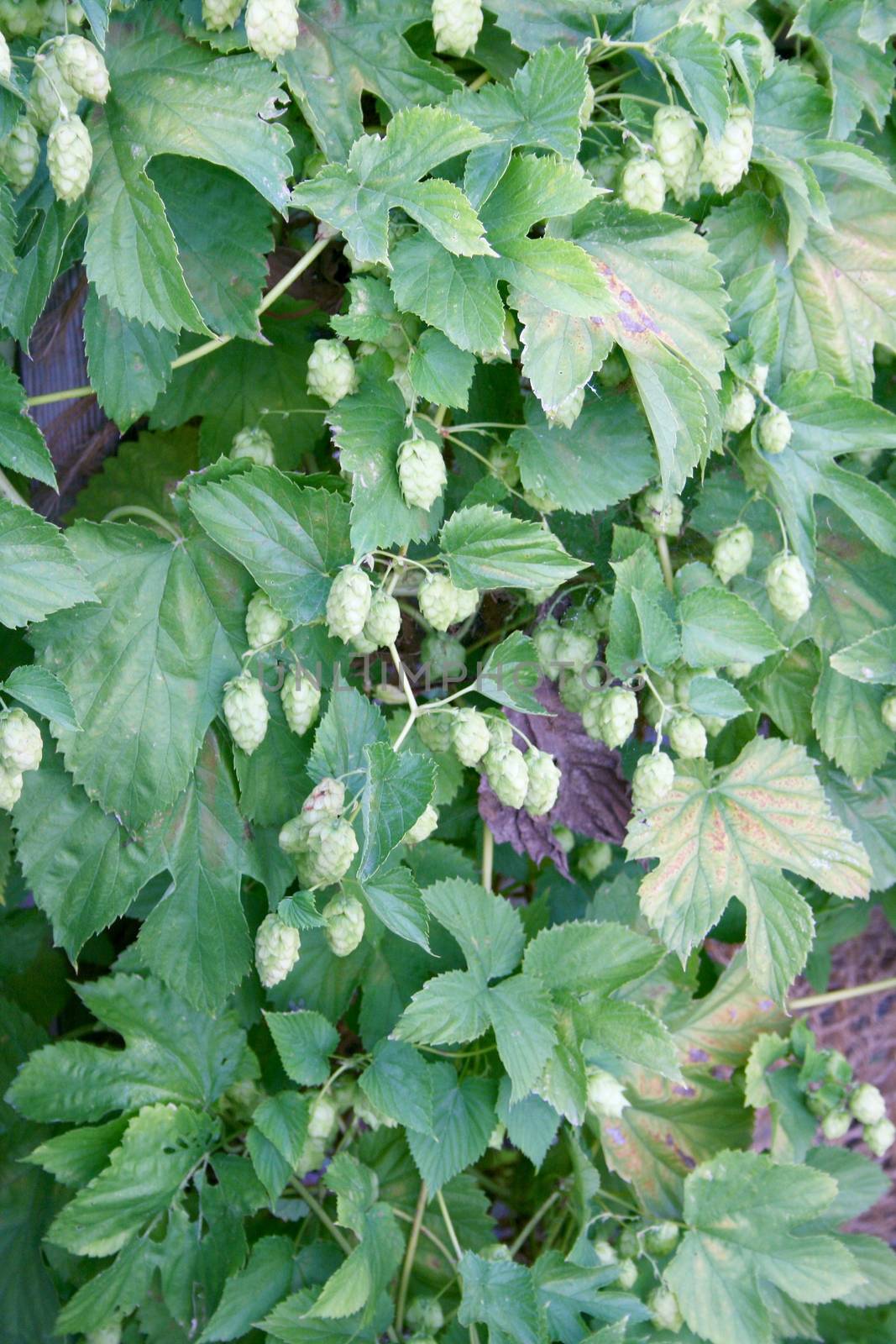 The umbels of a hop plant (Humulus)