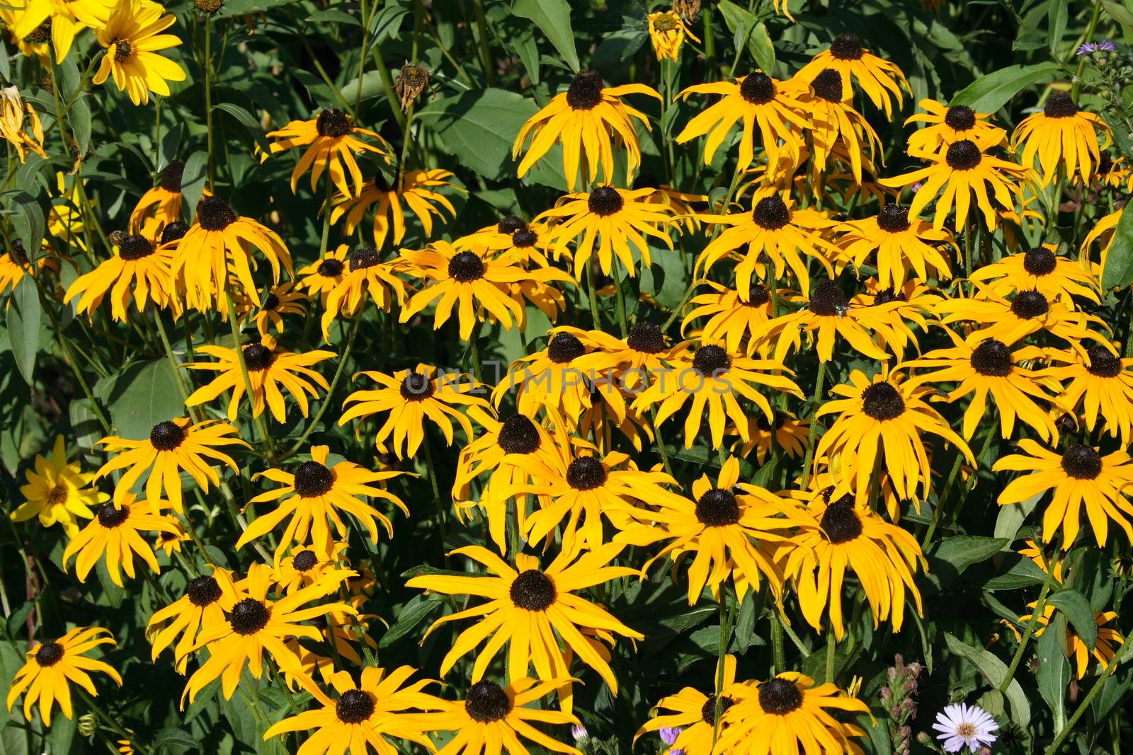 close up of a yellow flower blooming cone-flower (echinacea)