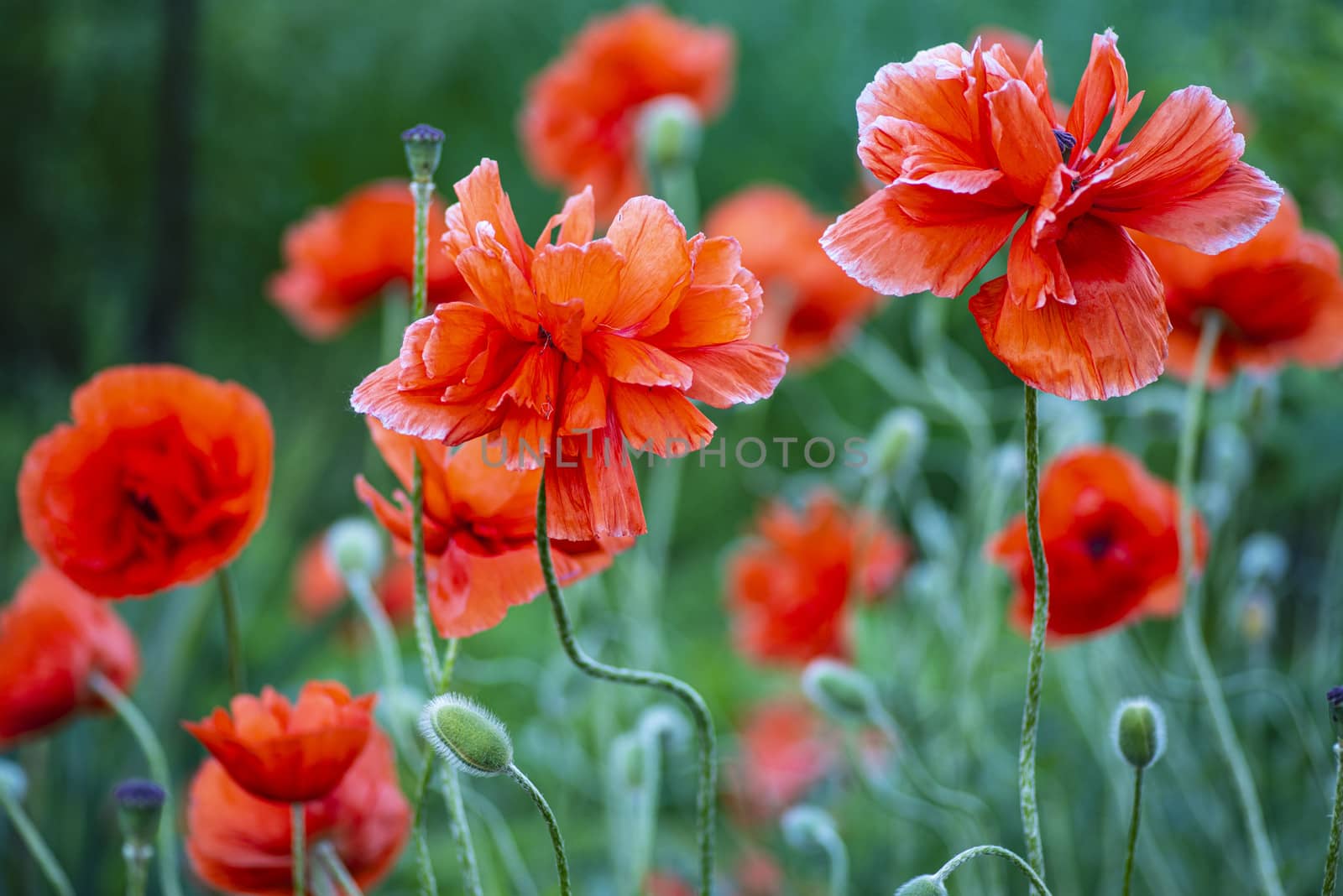 Red poppies on a field on a summer sunny day.In poppies field.Summer and spring, landscape, poppy seed. Opium poppy, botanical plant, ecology. Drug and love intoxication, opium, medicinal.