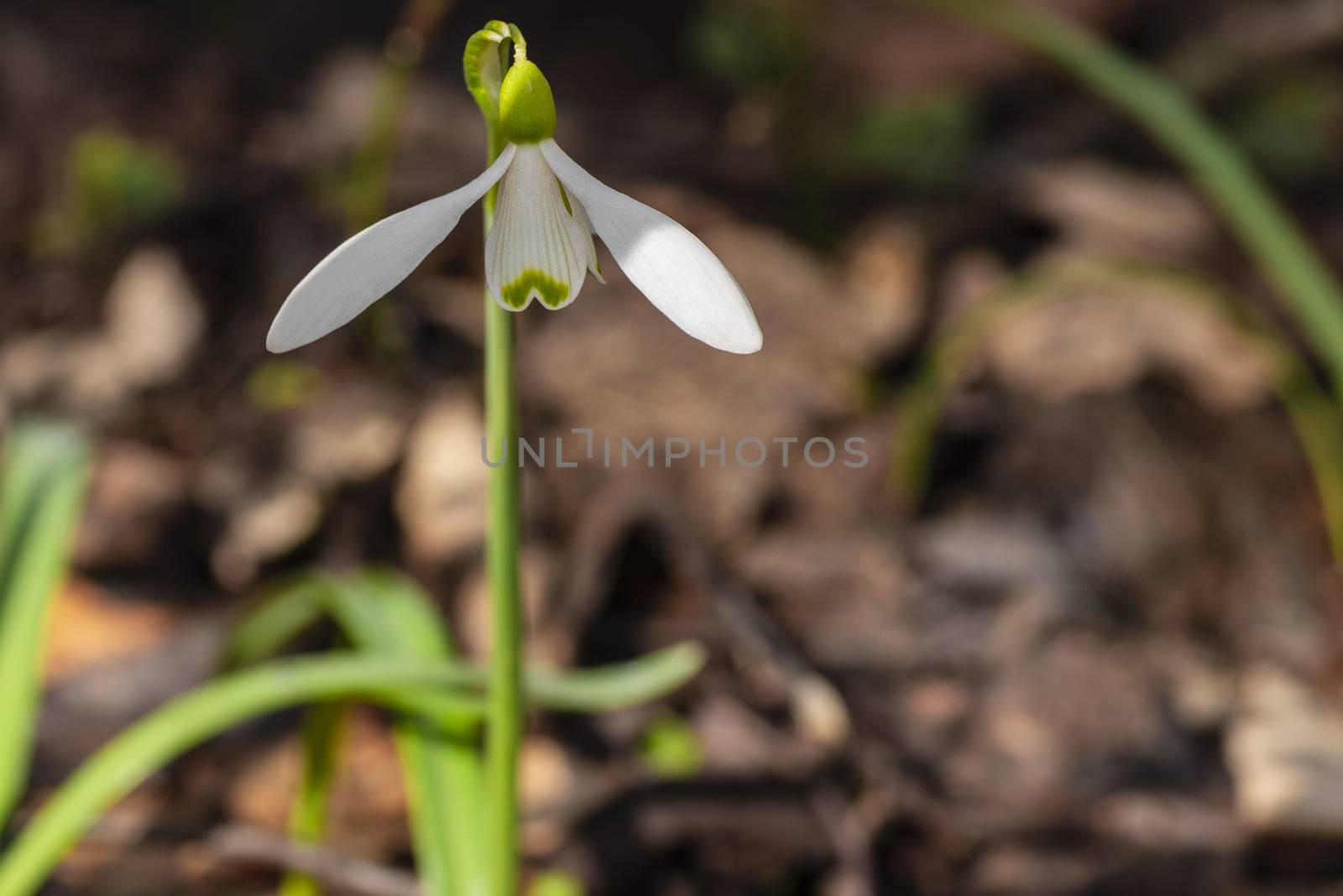 Snowdrop spring flowers. Galanthis in early spring gardens. Delicate Snowdrop flower is one of the spring symbols .The first early snowdrop flower.White snowdrop .