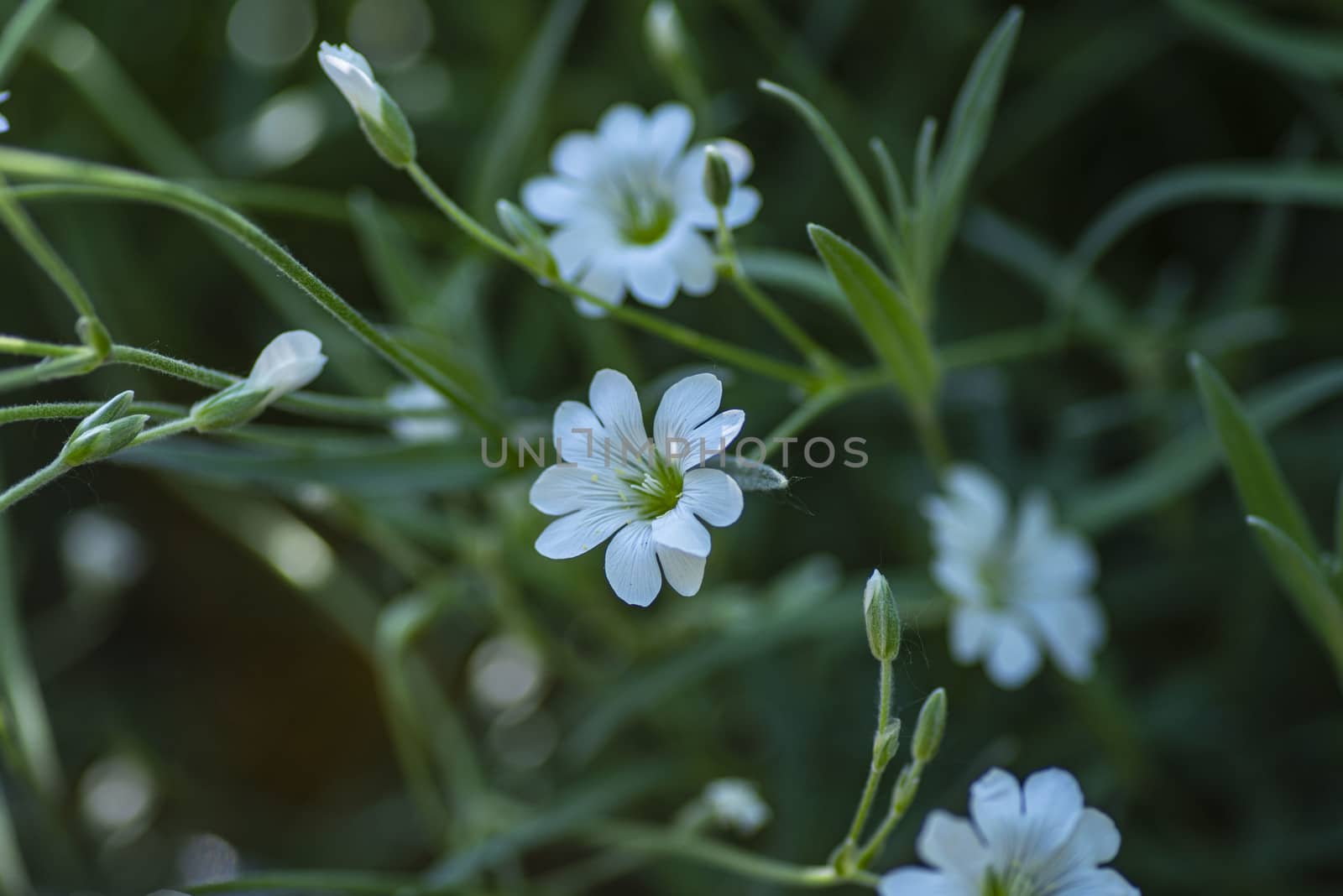 Little white forest flowers, beautiful summertime floral background, selective focus