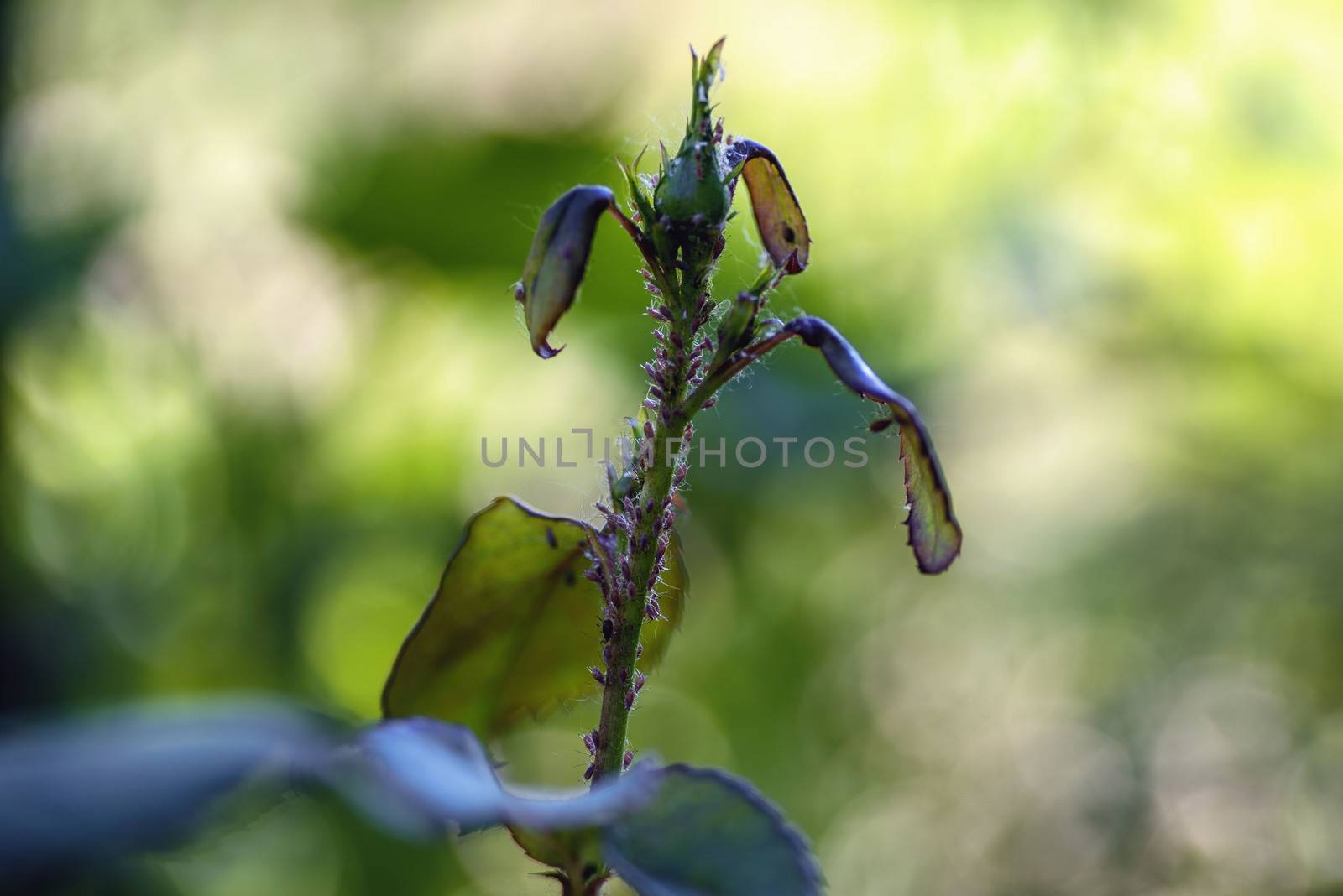 Pests of roses.Close-up. Soft focus effect. Green rose aphid Macrosiphum rosae, Aphididae and large rose sawfly Arge pagana on a young stalk and rosebud.