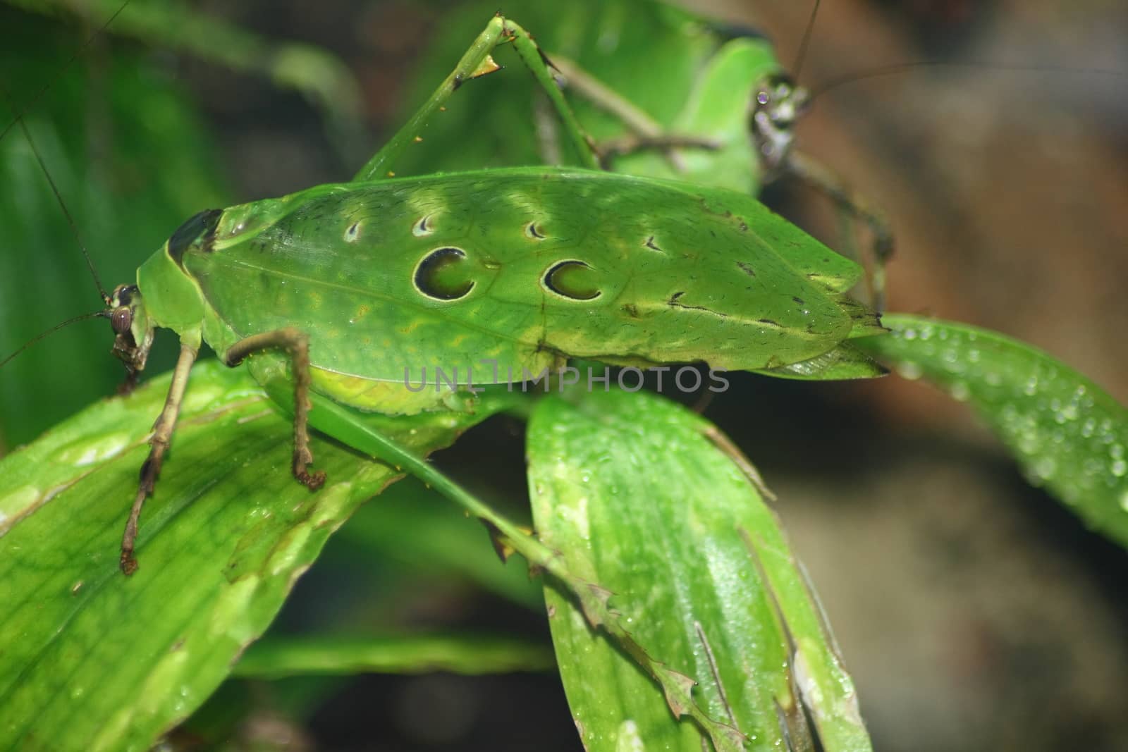 A green grasshopper sitting on a leaf