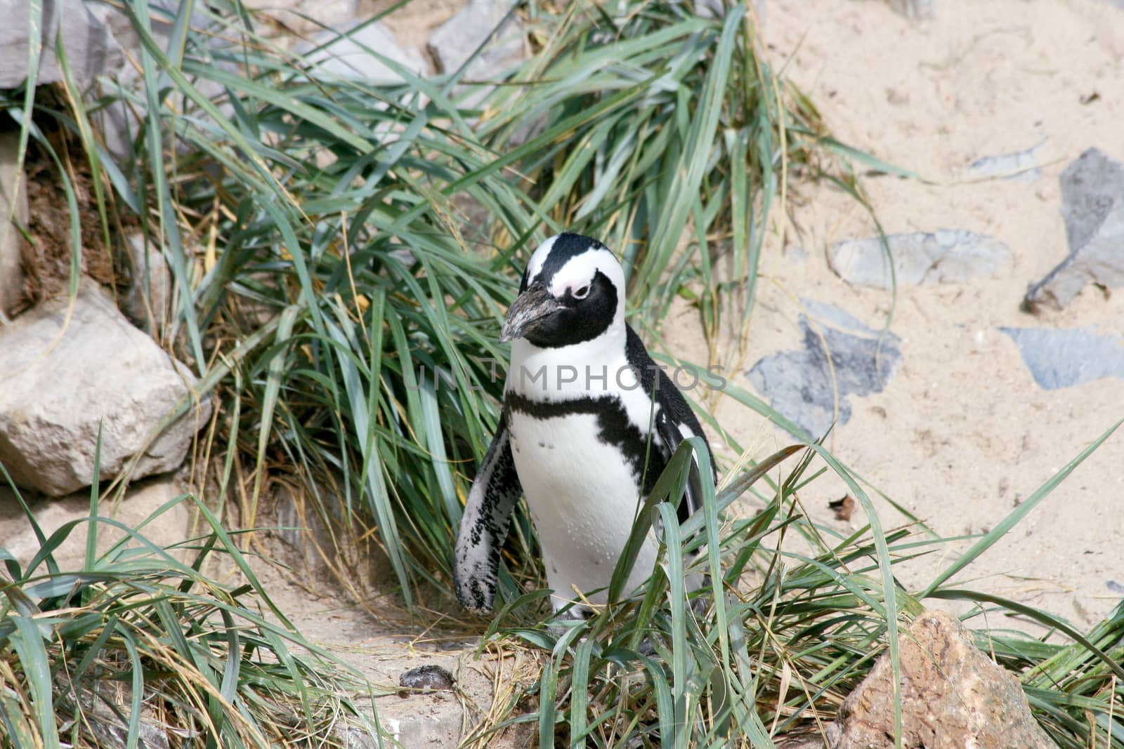 Humboldt penguins (Spheniscus humboldti) by hadot