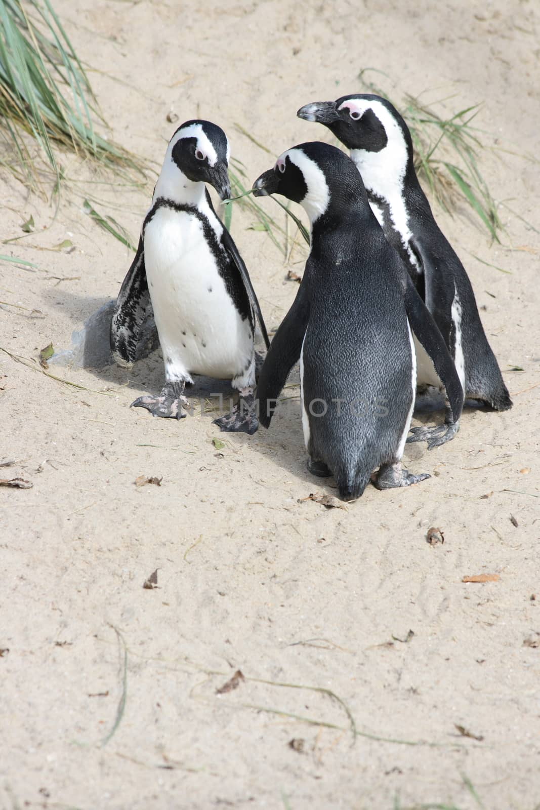 A group of Humboldt penguins (Spheniscus humboldti)