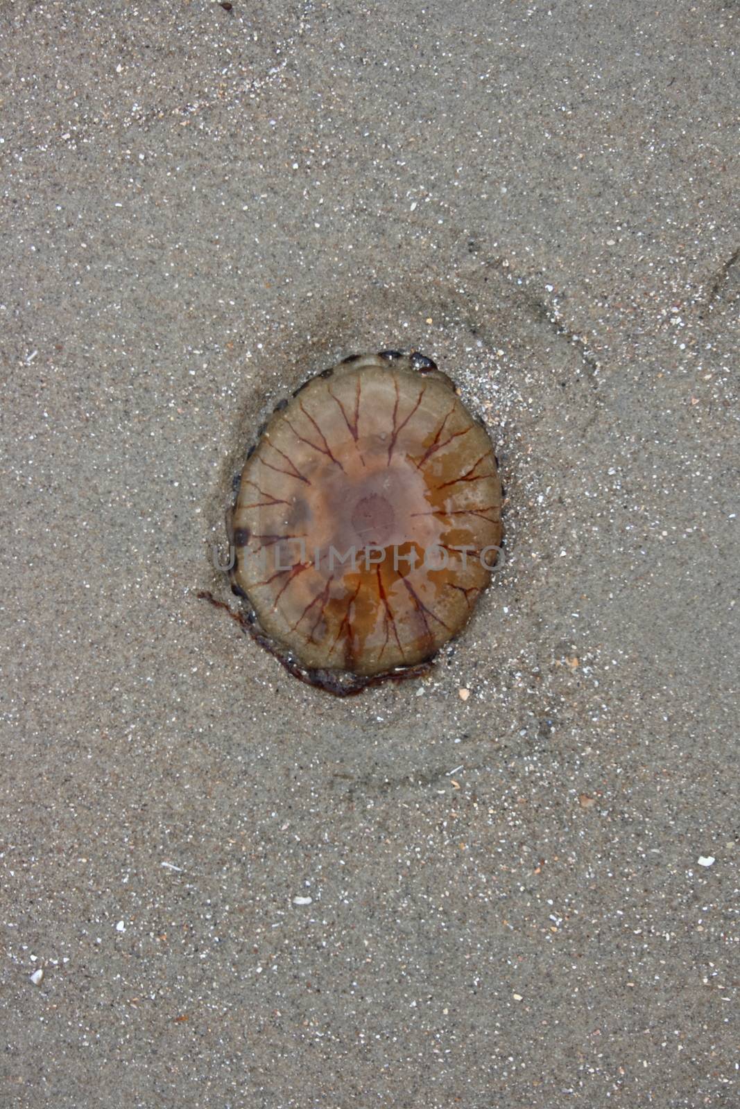 jellyfish by hadot