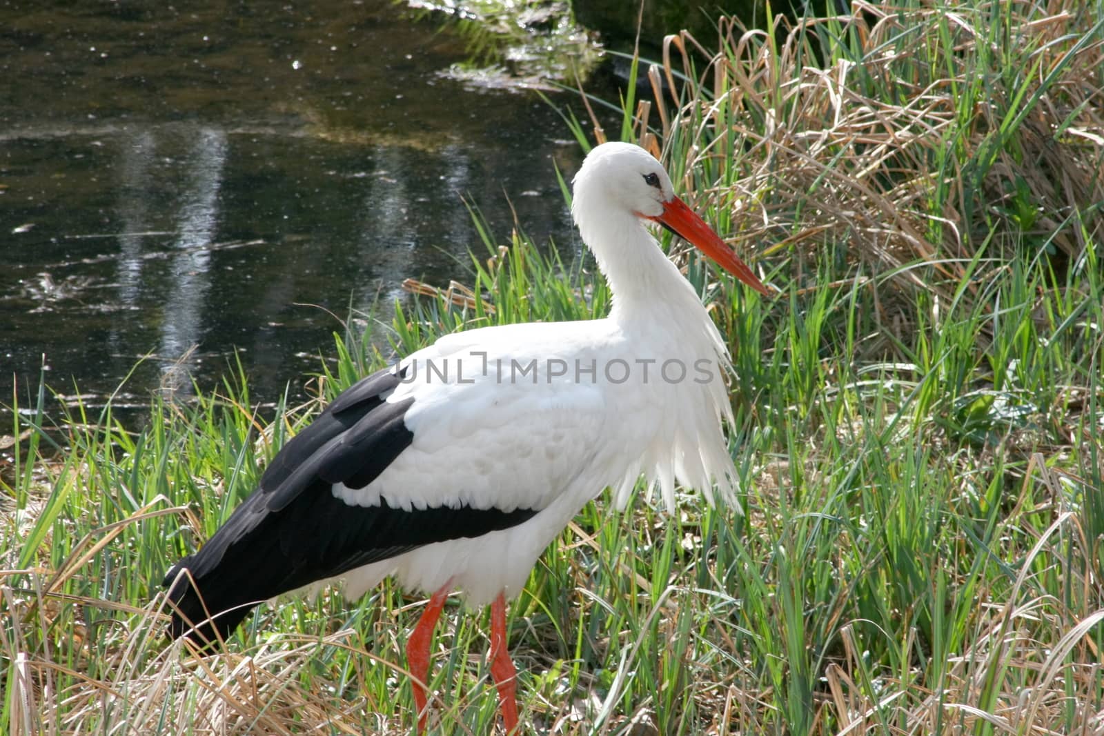 White Stork walks around on a green meadow