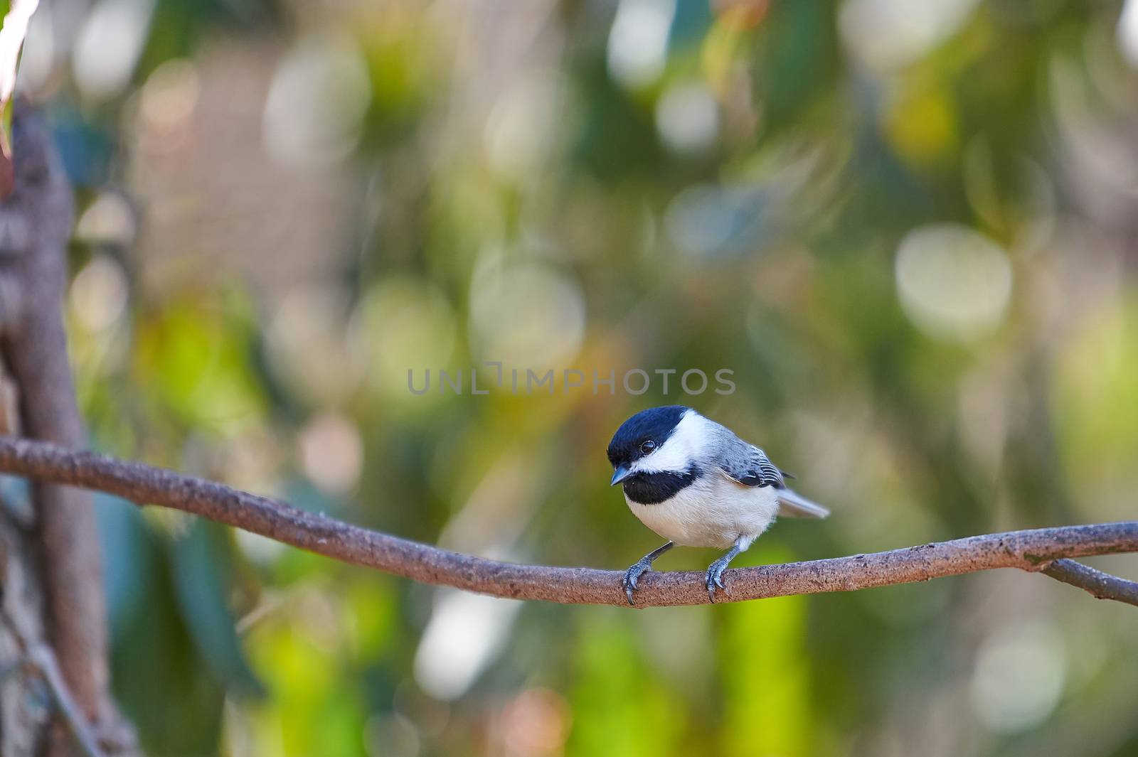 Black-Capped Chicadee sitting on a branch. by patrickstock