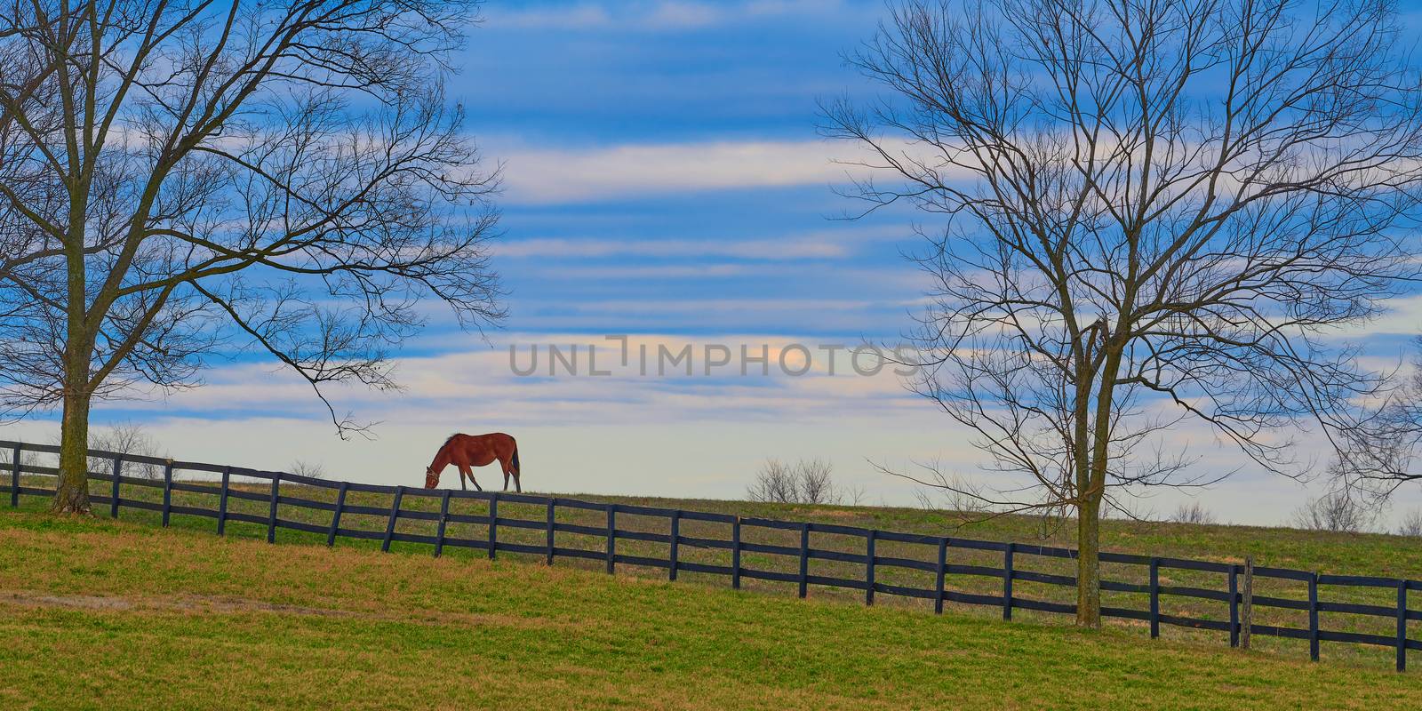 Thoroughbred horse grazing in a field with cloudy skies.