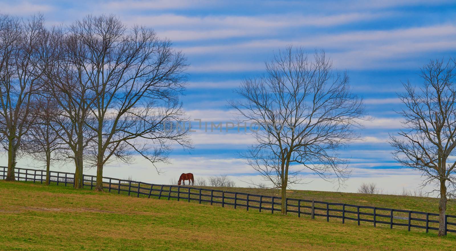 Thoroughbred horse grazing in a field with cloudy skies.