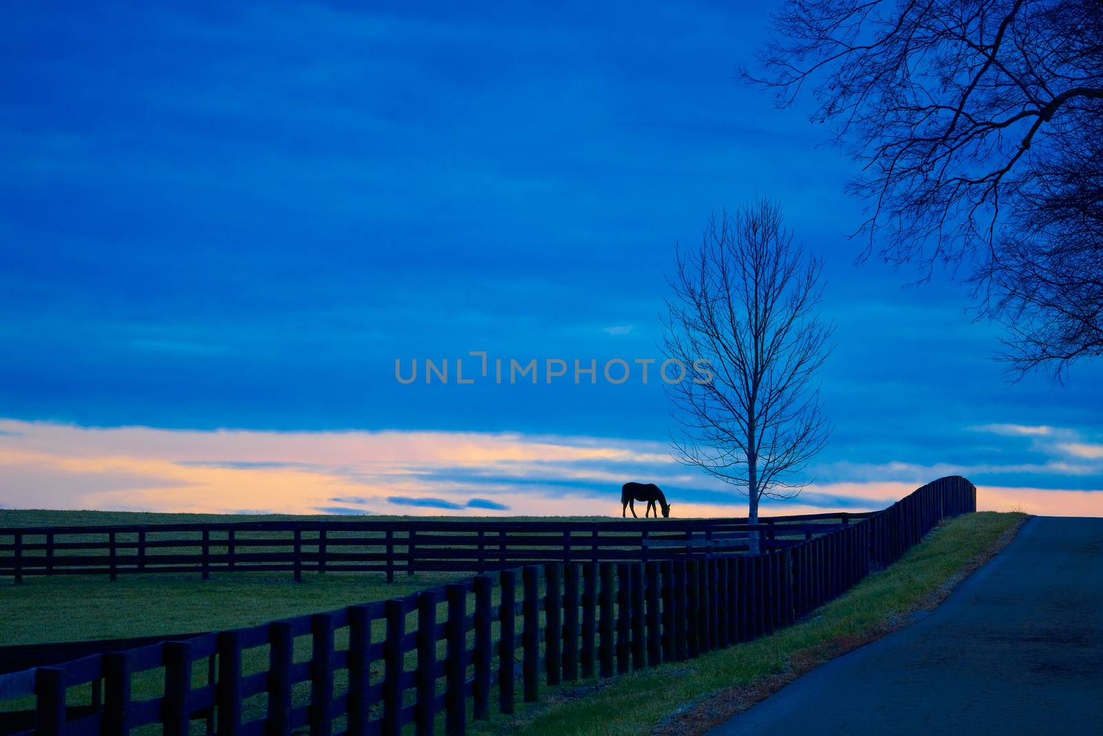 Thoroughbred horse grazing at dusk. by patrickstock