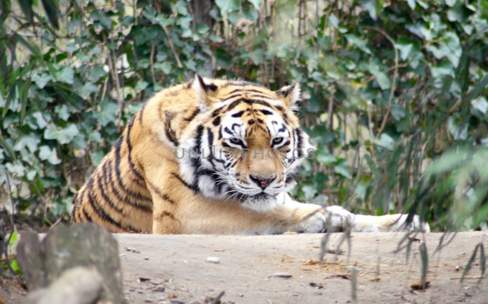 siberian tiger (Pantera tigris altacia) by hadot