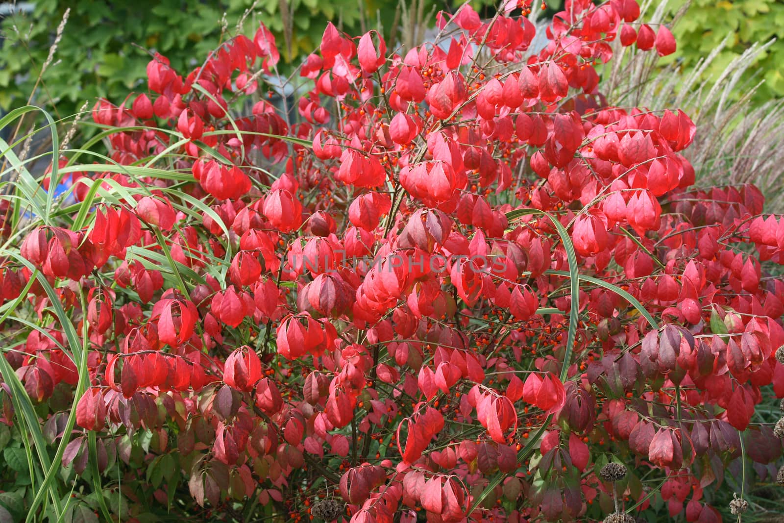 Small shrub with red leaves