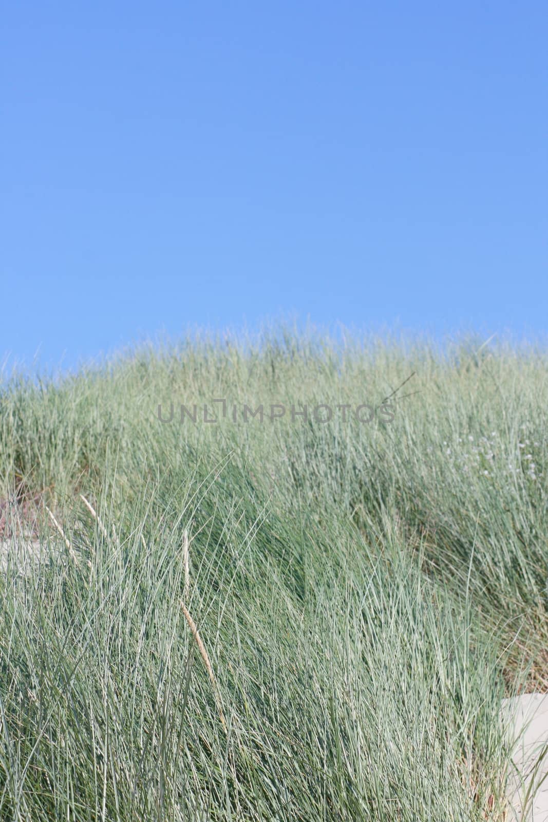 A dune, covered with beach grass