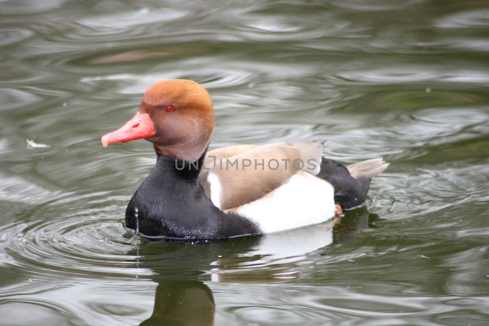 A male Red-crested Pochard (Netta rufina) in water