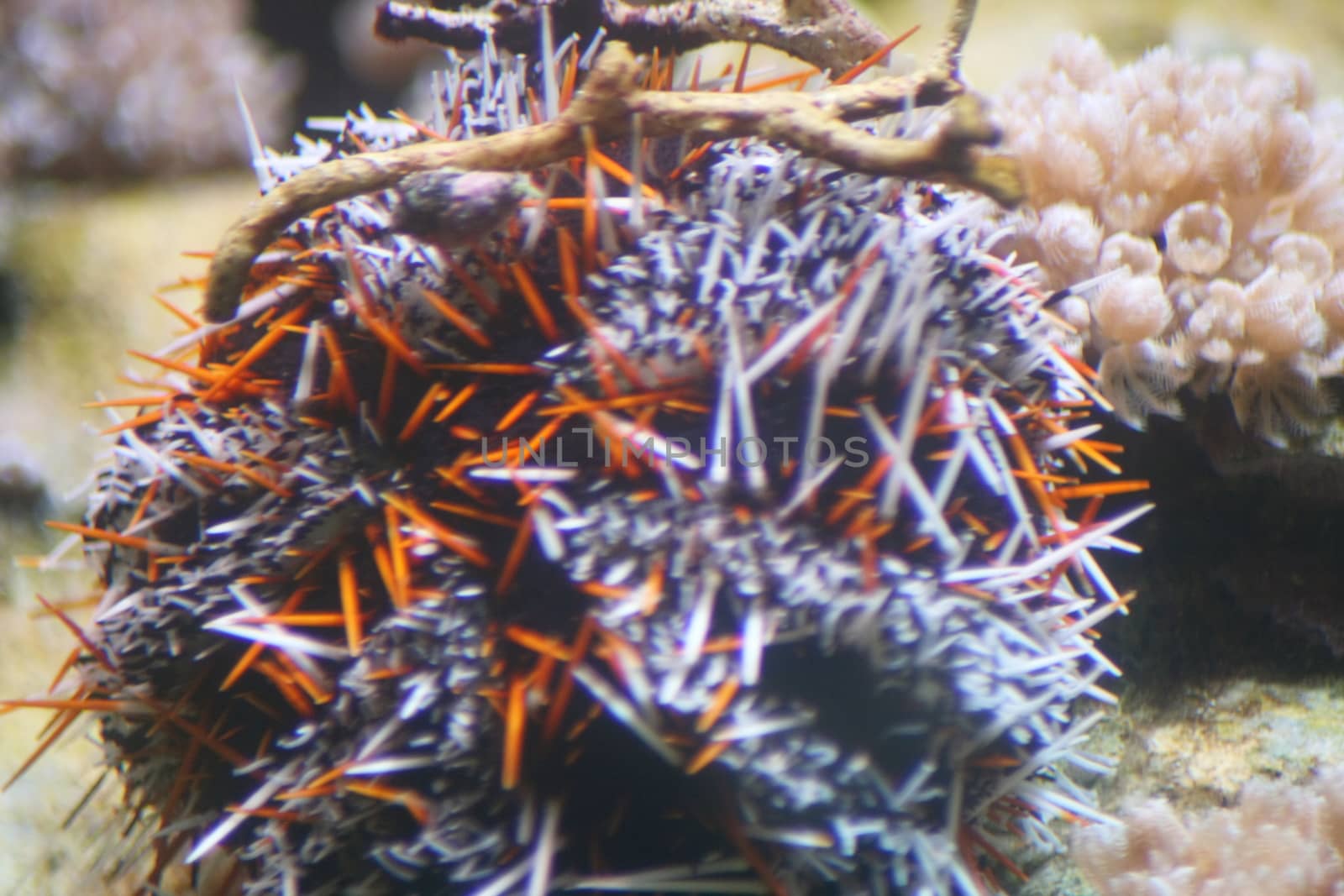 A beautiful colorful sea urchins (Echinoidea)