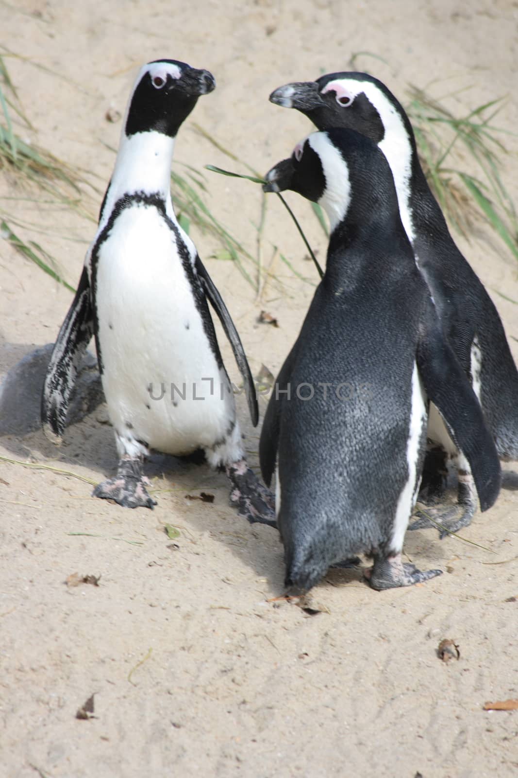 A group of Humboldt penguins (Spheniscus humboldti)