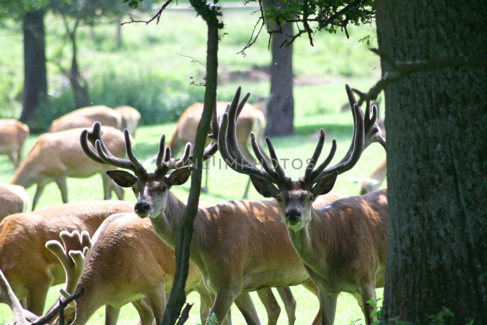 a herd of deer, grazing in 