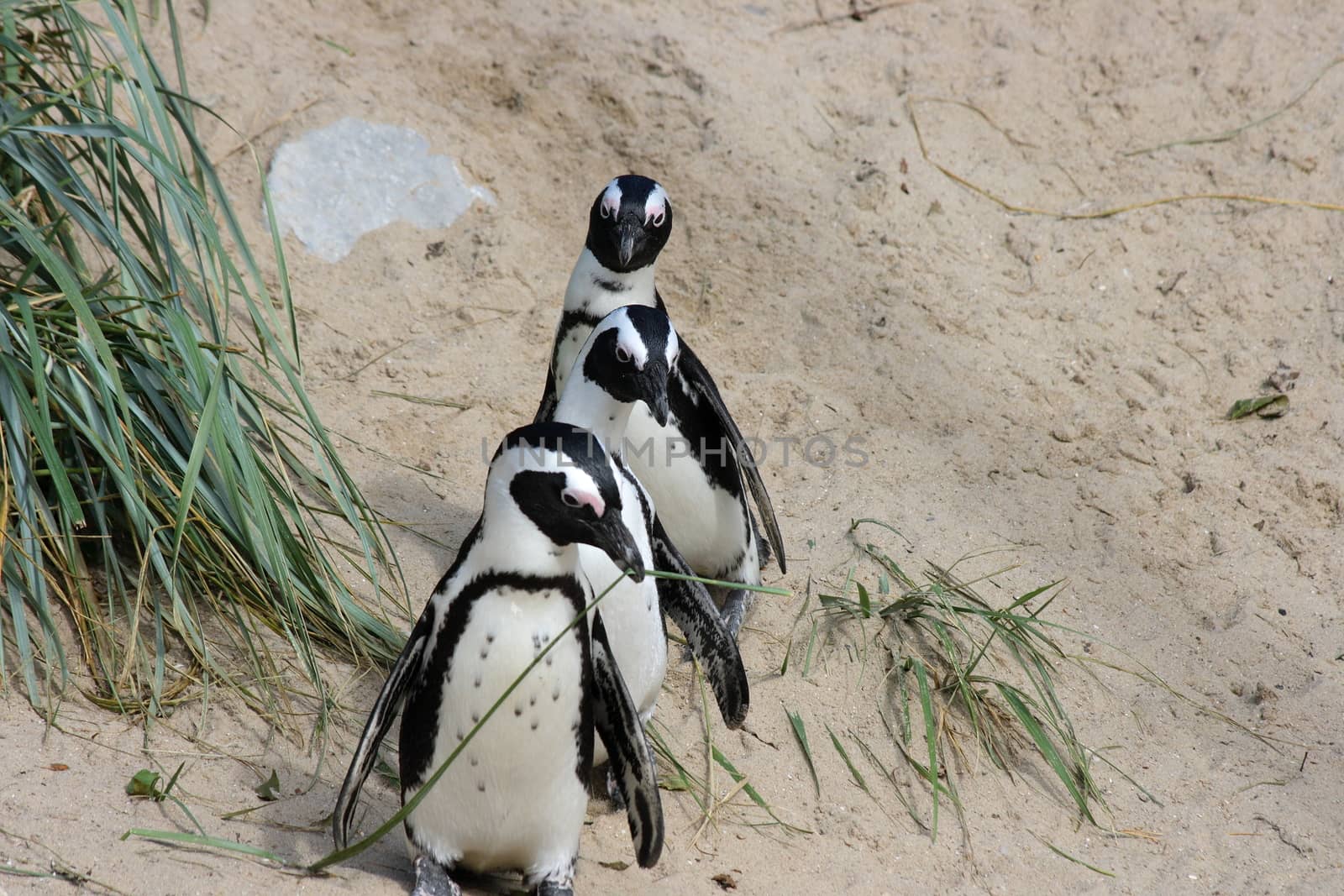 A group of Humboldt penguins (Spheniscus humboldti)