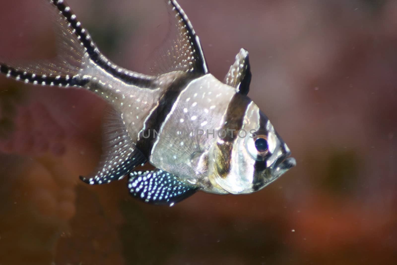 A single Banggai cardinalfish (Pterapogon kauderni)