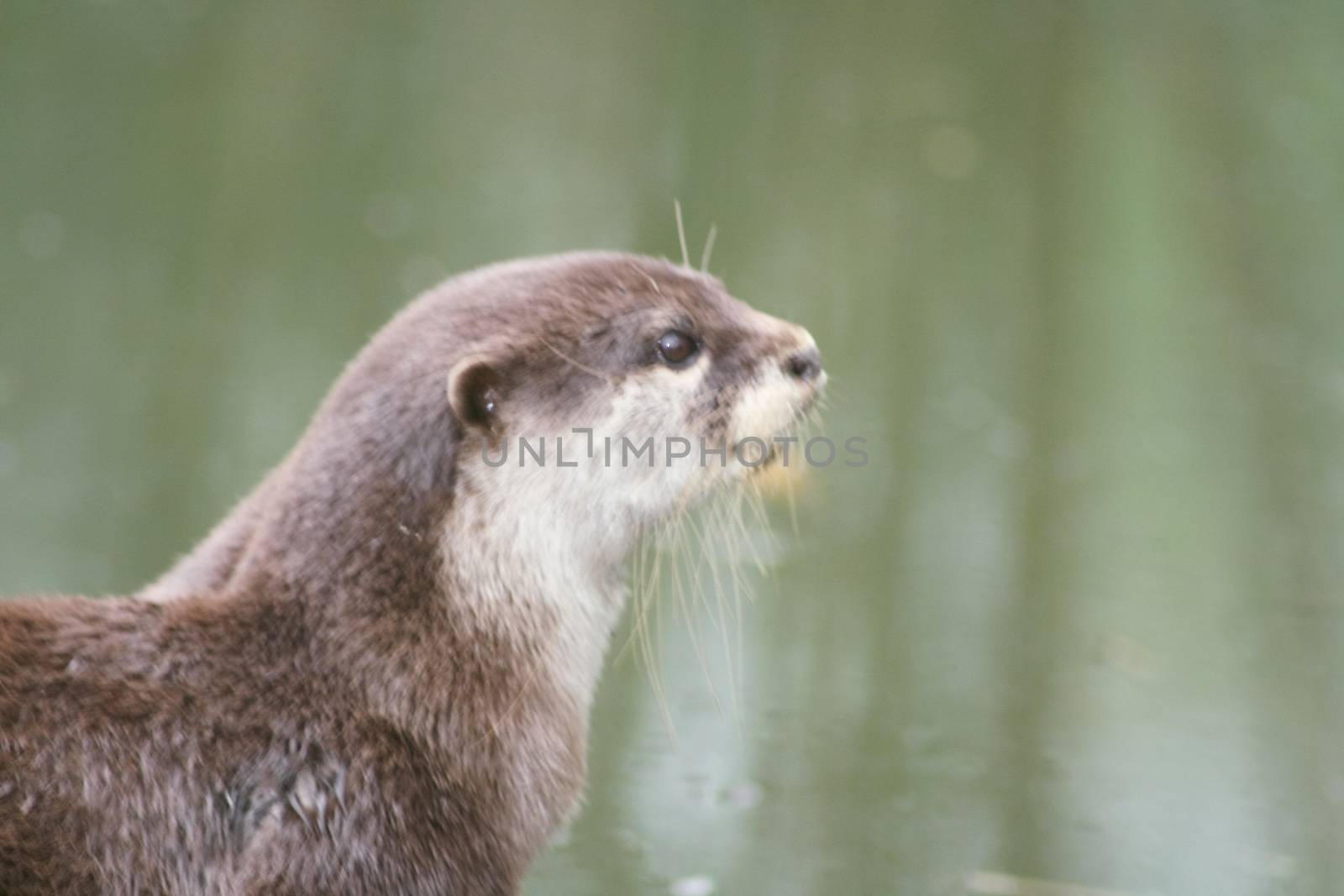 otter by hadot