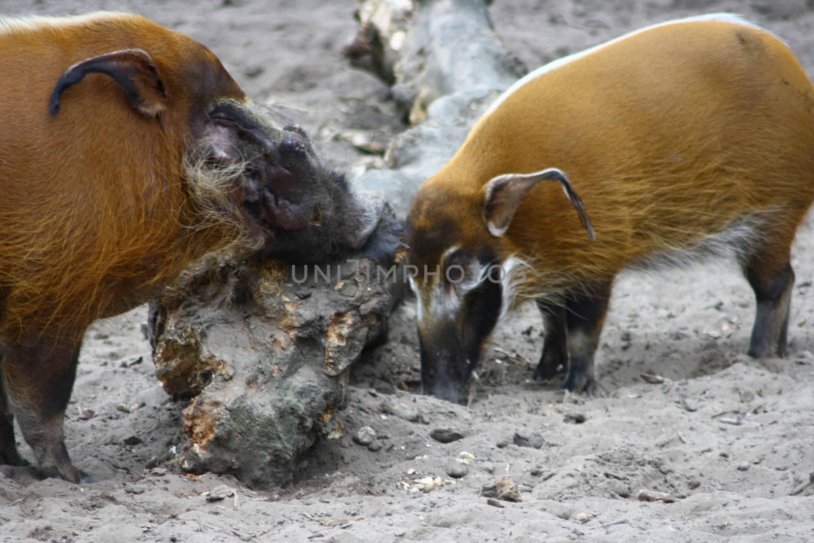 river hog (Potamochoerus porcus) by hadot